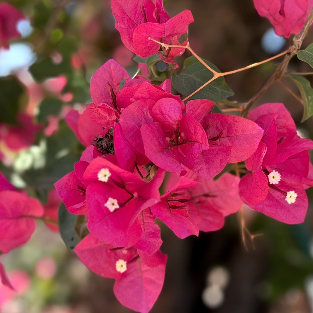 ¿Qué Plantas Conviene Sembrar en Baja California? Estas Son las Más Recomendadas